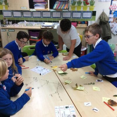 Animal Webs